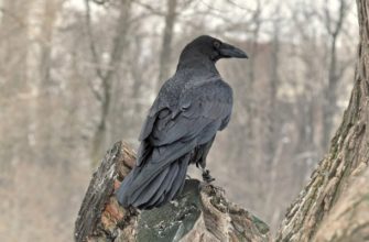 Видеть ворону во сне или черного ворона много ворон сонник Миллера