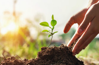 К чему снится Сажать.Сон сажать толкование по сонникам