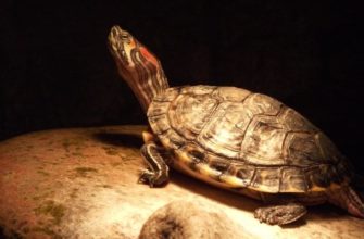 К чему снится Черепаха. Сон черепаха толкование по сонникам