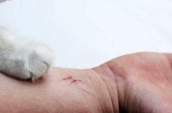 Сон Царапина. К чему снится царапина толкование по сонникам