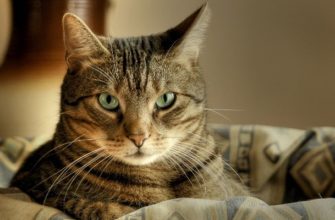 К чему снится Кошка. Сон кошка толкование по сонникам